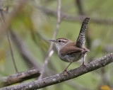 Bewick's Wren