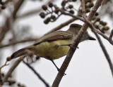 Yucatan Flycatcher