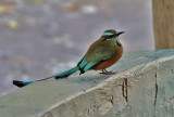 Turquoise-browed Motmot