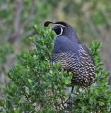 California Quail