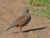 California Quail