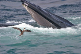 Great Shearwater with Humpback Whale