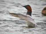 Canvasback