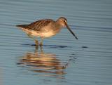 Long-billed Dowitcher