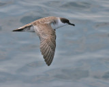 Great Shearwater