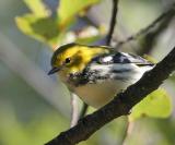 Black-throated Green Warbler