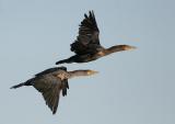 Double-crested Cormorant