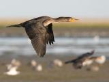 Double-crested Cormorant