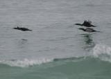 Pelagic Cormorant, Brandts Cormorant, Double-crested Cormorant