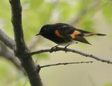 American Redstart