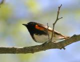 American Redstart