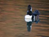 Hooded Merganser