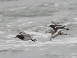 Black Turnstone