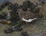 Black Turnstone