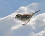 American Tree Sparrow