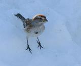 American Tree Sparrow