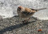 American Tree Sparrow