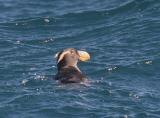Tufted Puffin