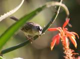 White-crowned Sparrow