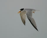 Least Tern (Atlantic)