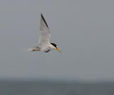 Least Tern (Atlantic)