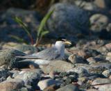 Least Tern (Atlantic)