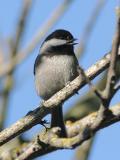 Chestnut-backed Chickadee (southern form)