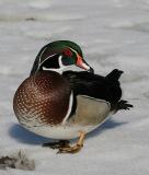 Wood Duck