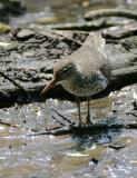 Spotted Sandpiper