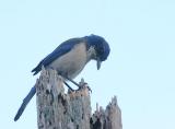 Island Scrub-Jay