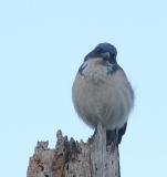 Island Scrub-Jay