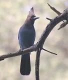 Stellers Jay (Coastal)