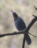 Stellers Jay (Coastal)