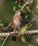 Fox Sparrow (Sooty)