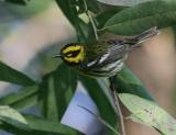 Townsends Warbler