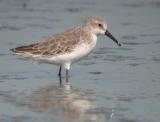 Western Sandpiper