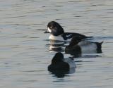 Barrows Goldeneye