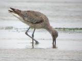 Willet (Western)