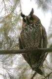 Long-eared Owl