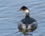 Eared Grebe