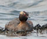 Horned Grebe