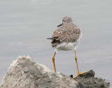 Greater Yellowlegs