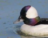 Bufflehead