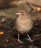 California Towhee