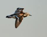 Ruddy Turnstone