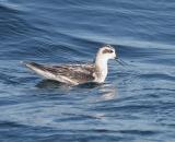 Red-necked Phalarope