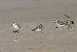 Sanderling