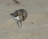 Sanderling