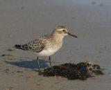 Bairds Sandpiper