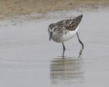 Semipalmated Sandpiper